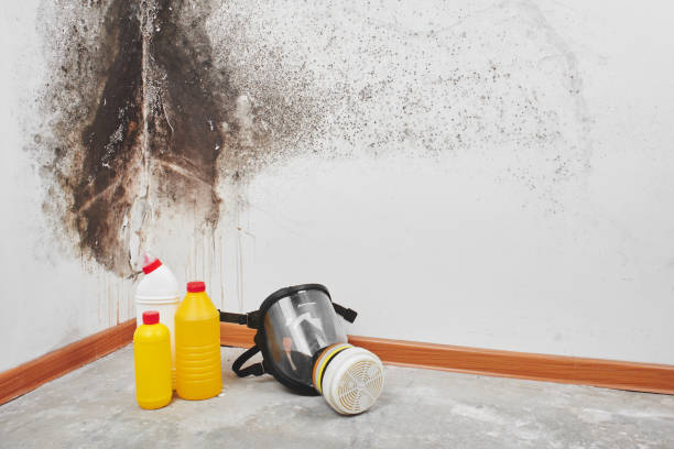 Best Localized Mold Remediation (e.g., coastal areas, humid climates) in Cottleville, MO