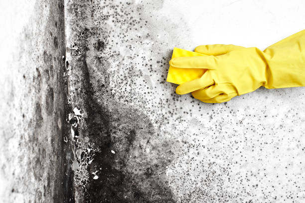 Best HVAC Mold Remediation in Cottleville, MO