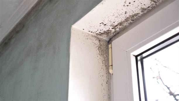 Best White Mold Remediation in Cottleville, MO