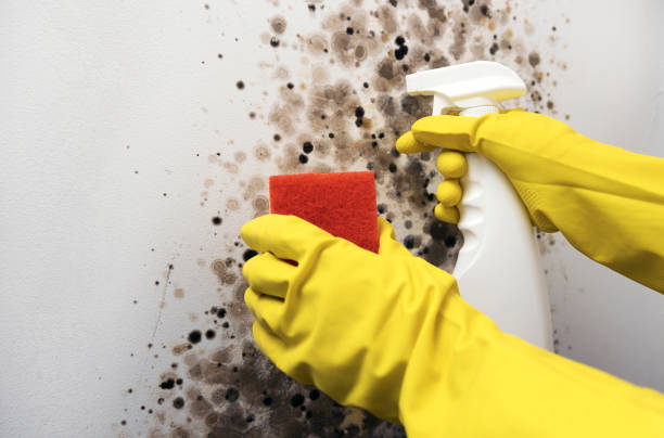 Best Emergency Mold Remediation in Cottleville, MO