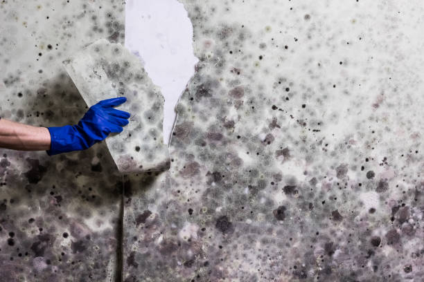 Professional Mold Remediation in Cottleville, MO