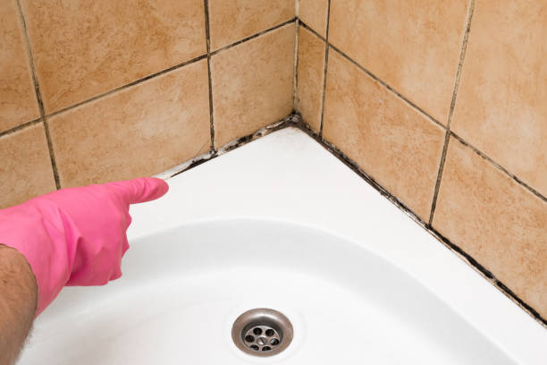 Best Crawl Space Mold Remediation in Cottleville, MO
